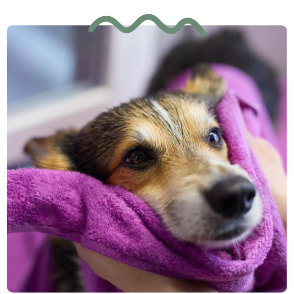 dog being dried with towel after bath